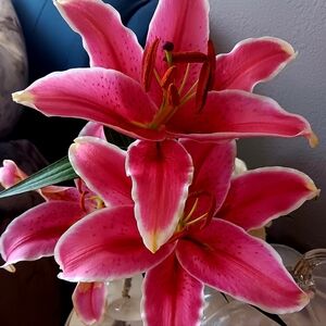 Like this notification for Live shows